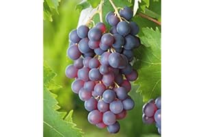 BALDUR Garten Kernlose Tafel-Trauben 'Venus®', 1 Pflanze, Weinreben, Vitis vinifera, winterhart, mehrjährig, Vitis vinifera, Kletterpflanze, essbare Früchte