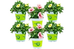 FIORI COMMESTIBILI BIO Potunia (6 PIANTE) - Fiori NON commestibili - Azienda agricola Carmazzi