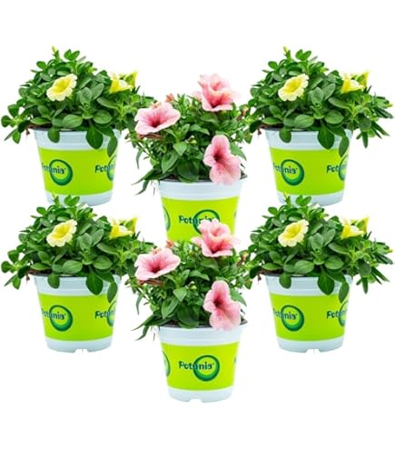 Pianta Di Potunia In Vaso 14 Cm - Fiori Rosa Scuro Per Balcone E Giardino - Foto 9