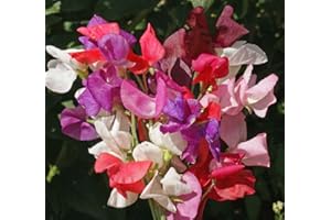 DAMAVAND PRO Sweet Pea Heaven Flower Heaven Scent Mixed 4 differents Types - Giant Waved Multi Colour 40 Seeds (Royal Family Mixed)