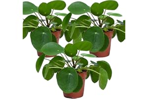 Bloomique - 3er-Set - Pilea Peperomioides - Ufopflanze - Zimmerpflanzen - Luftreinigend - Tierfreundlich - 15-20 cm Hoch - Topf 12 cm