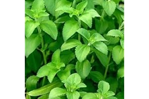 FLOWER FIELD STORY 50 Piezas STEVIA REBAUDIANA Semillas Planta De Hierba Perenne De Hoja Dulce Durante Todo El Año Interior Al Aire Libre Decoración De Hoja Perenne Que Florece Hermosa Flor De Rápido Crecimiento