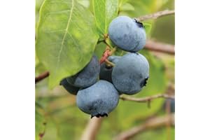 Blueberry Fruit Bush Outdoor Plants for Patios or Kitchen Gardens Grow Your Own Late Season Summer Berries & Colourful Seasonal Foliage, 1 x Brigitta Variety Plant in 3 Litre Pot by Thompson & Morgan