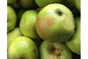 Dwarf Malus Bramley Apple Tree minu Fruit Tree Supplied in a 5L Pot and is Approx 3-4ft Tall by DirectPlants™