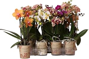 CAMBRIDGE BEE Real Live Phalaenopsis Orchid Plants Mixed Colours in 9 cm Pot 40 cm Height