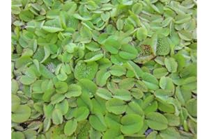 H2O-Pflanze 6 x Schwimmfarn | Büschelfarn Salvina natans schwebende Wasserpflanzen Teichpflanze Schwimmpflanze dekorativ natürlich gegen Algen