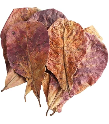Foglie Di Badamier ARKA MySCAPE 10 Pezzi | Condizionatore Acqua Naturale Per Acquari | 12.5-16cm