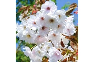GARDENERSDREAM Prunus Fragrant Cloud | Flowering Cherry | Ornamental Garden Tree | 5-6ft