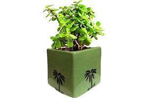 Abana Homes Good Luck Jade Plant with Pot