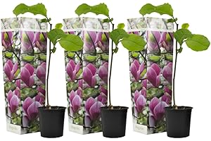 Plant in a Box - Magnolia Susan - Set di 3 - Ampio arbusto/piccolo albero Resistente all'inverno - Fiori Viola - Vaso 9cm - Altezza 25-40cm