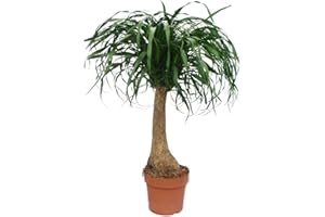 EXOTENHERZ Beaucarnea (Nolina), elephant foot, 19cm, straight trunk