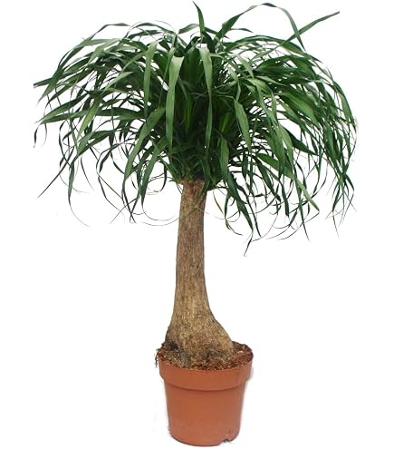 efeutute weint XXL Efeutute Scindapsus 150cm – Green Me Up main image 0