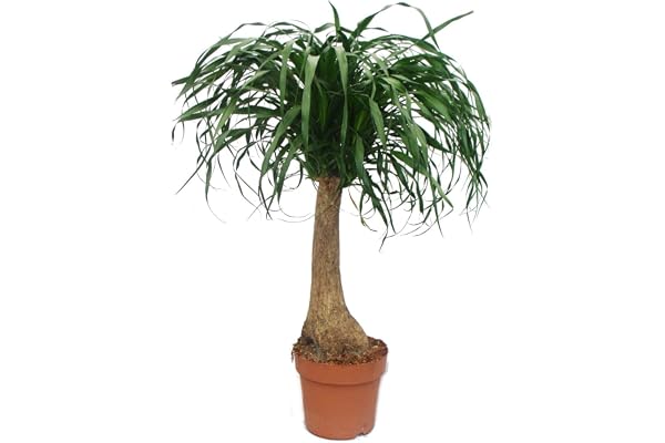 Beaucarnea (Nolina) elefantfot 19 cm rak stam 19 cm kruka