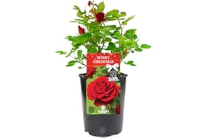GARDENERSDREAM Merry Christmas Rose - Gift for Christmas - Help Celebrate a Special Holiday with a Unique Living Plant Gift