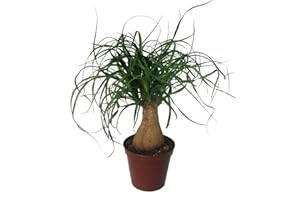 DECOALIVE Pata de Elefante Palmera Natural de Interior Nolina Beaucarnea
