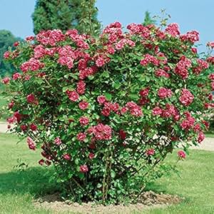 Dominik Blumen und Pflanzen, Heckenrose, rot, 2ltr Topf, 1