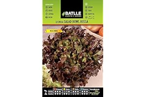 Semillas Batlle Laitue Batavia Bol de Salade Rouge