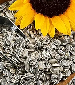 VISION CRAFTED Sunflower Seeds for Gray Parrot,Indian Parrot, Macaw,Cockatoo and Exotic Birds (3 KG, Sunflower Seeds)