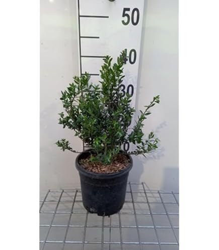 SAFLAX - Bonsai - Echte Myrte/Brautmyrte - 30 Samen - Myrtus communis :  Amazon.de: Garten