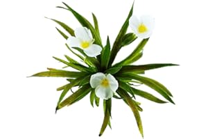 vdvelde.com - Krebsschere 6er Set - Winterhart Sauerstoffpflanzen - Stratiotes Aloides - Schwimmpflanze Wasselaroe - Klärpflanze für den Teich - Wasserreinigende Teichpflanzen