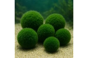 Daxton-Plant Moosball Cladophora aegagropila, 5 Stück, Aquarium-Dekopflanze für Süßwasser, Garnelen & Nano-Aquarien