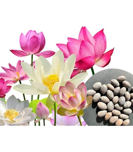 Graines De Lotus Mélangées - Environ 100 Graines, Pour Culture Hydroponique Ou En Sol, Décoration De Bassin, Balcon Ou Bureau - 11