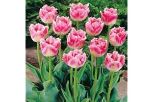 AGRONOM TESTED IN THE GARDEN AGRONOM | TULIPANI - FANCY FRILLS | Bulbi Tulipani | Bulbi fiori perenni | Fiori Rosa-Bianco | Sono piantati in giardini fioriti, in prati fioriti | I meravigliosi fiori | Confezione da 5 Bulbi fiori