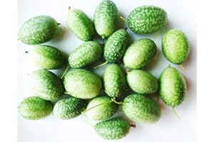 EYSII Cucamelon Mexicain Sour Cornichon Melothria scabra Graines 60+ Mini Pastèque Légumes Fruits Graines Non-OGM pour La Maison Jardin Cour Plantation