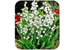 Lily of The Valley Jumbo Planting Pips x 25 by Growtanical®