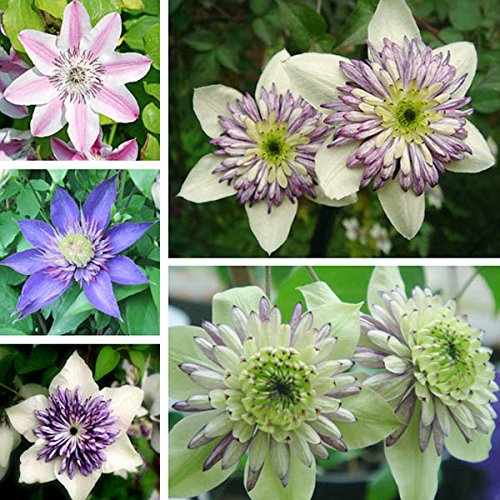 50pcs mischte Farben Clematis Florida Seeds Garten, krautige Kletterpflanze Pflanze