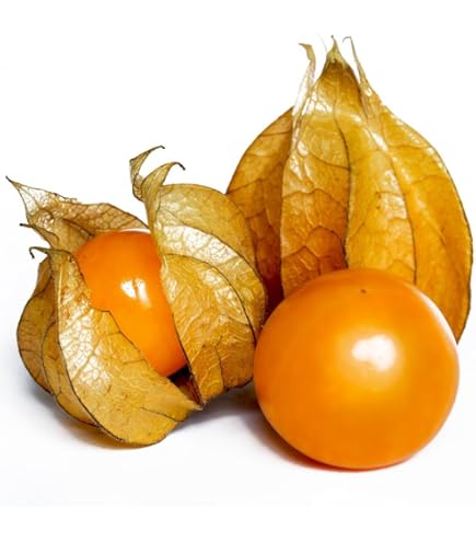 Plantas De Goji - LYCIUM BARBARUM - The Original Garden