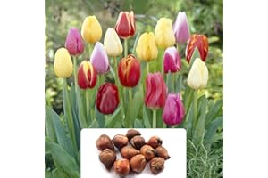 BOTANICAL BLISS 12 Tall Mixed Tulip Bulbs - Perennial Bloomers for Vibrant Garden, Patio, or Decking - Sturdy & Tall - Ideal as Cut Flowers in Spring Splendour - Cultivated for UK Climate Conditions