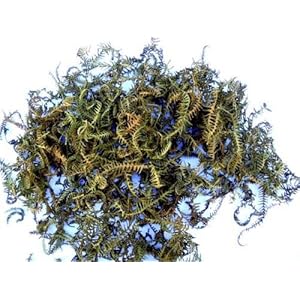 Farnblätter, Beutel mit 2,5 Liter