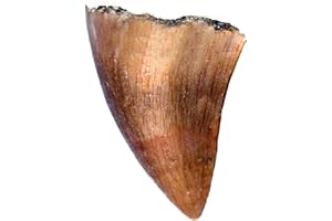 JURASSIC JACKS Mosasaur Fossil Tooth Mosasaurus Real Prehistoric Reptile Teeth