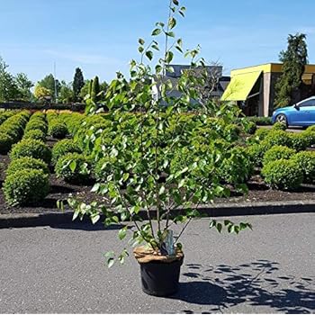 1 Silver Birch Jacquemontii 5-6ft in Pot Tree Himalayan White Birch Betula 2L Pot