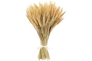 XHYASD 100 sztuk suszonych kłosów pszennych, 40 cm naturalne suszone kwiaty bukiet pszenicy dekoracyjny do domu wesela impreza stół wazon