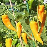 10 Samen Golden Marconi Paprika – Italienische Sorte, bis zu 30cm große Früchte