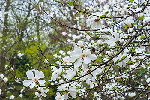 Frühlingsblüher – Magnolienbaum – weiße Blüten – Magnolia grandiflora – 130-150cm – Topf Ø 33cm - 2