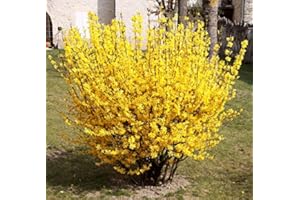WHIN HILL NURSERIES Garden Shrub Plants, Forsythia Bright Yellow Spring Flower, Hardy Outdoor Garden Plants