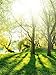 Produktbild Eurographics DPA-DT50057, Leinwanddruck auf Holzträger, Summer Forest, Grün, 80 x 60 x 2,6 cm