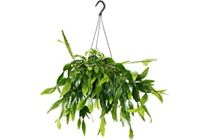 Modern kaktusampel med stor bladstruktur Rhipsalis crispata 15 cm kruka