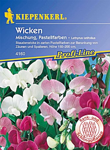 Kiepenkerl Lathyrus latifolius Mischung