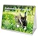 Produktbild Katzenkinderzauber · DIN A5 · Premium Tischkalender/Kalender 2019 · Katzenkinder · Katzenbabys · Katzen · Stubentiger · Tier · Edition Seelenzauber