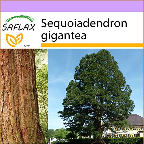 SAFLAX - Árbol mamut - 50 semillas - Sequoiadendron gigantea