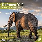 Elefanten 2019, Wandkalender / Broschürenkalender im Hochformat (aufgeklappt 30x60 cm) - Geschenk-Kalender mit Monatskalendarium zum Eintragen by 