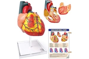 EVOTECH SCIENTIFIC Human Heart Model For Anatomy, 2 - Part Heart Models Anatomy Life Size Medical Heart Model (Plexiglass base)
