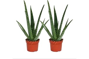 ‎EXOTENHERZ Exotenherz 2er Set - Aloe vera - ca. 2 Jahre alt - 10,5cm Topf
