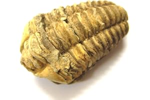 KK Versteinerung, Trilobit (Calymene)