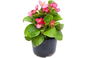 DECOALIVE Begonia Semperflorens - Plantas Vivas - Flores Naturales de Exterior Planta Terraza Jardín