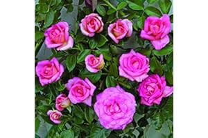 Clg. Parfum Royal®, rosa rampicante in vaso di Rose Barni®, pianta rampicante rifiorente a grandi fiori, h. raggiunta fino a 5 metri, pianta profumata e resistente alle malattie, Cod. 16052